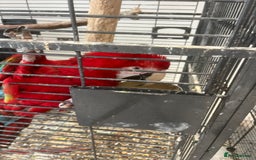 Parrots birds for sale: Green wing macaw tame with cage - Image 1