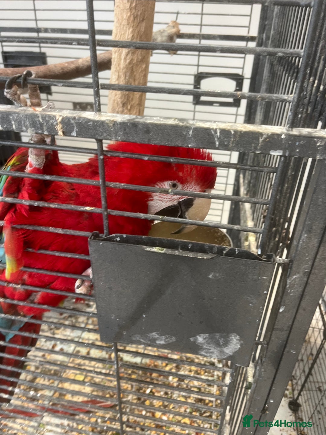 Parrots birds for sale: Green wing macaw tame with cage - Image 1