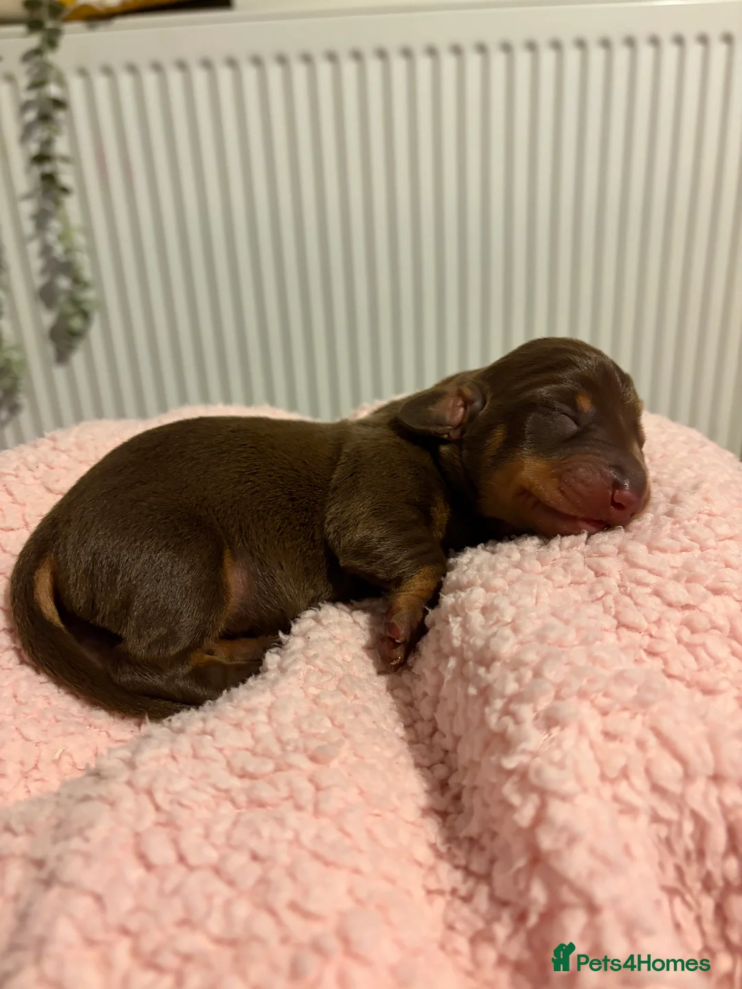 Miniature Dachshund dogs for sale: Miniature sausages - Advert 8