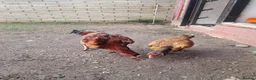 Chickens poultry for sale: Aseel Chickens - Advert 10