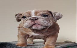 English Bulldog dogs for sale: Last English Bulldog Female - Image 9