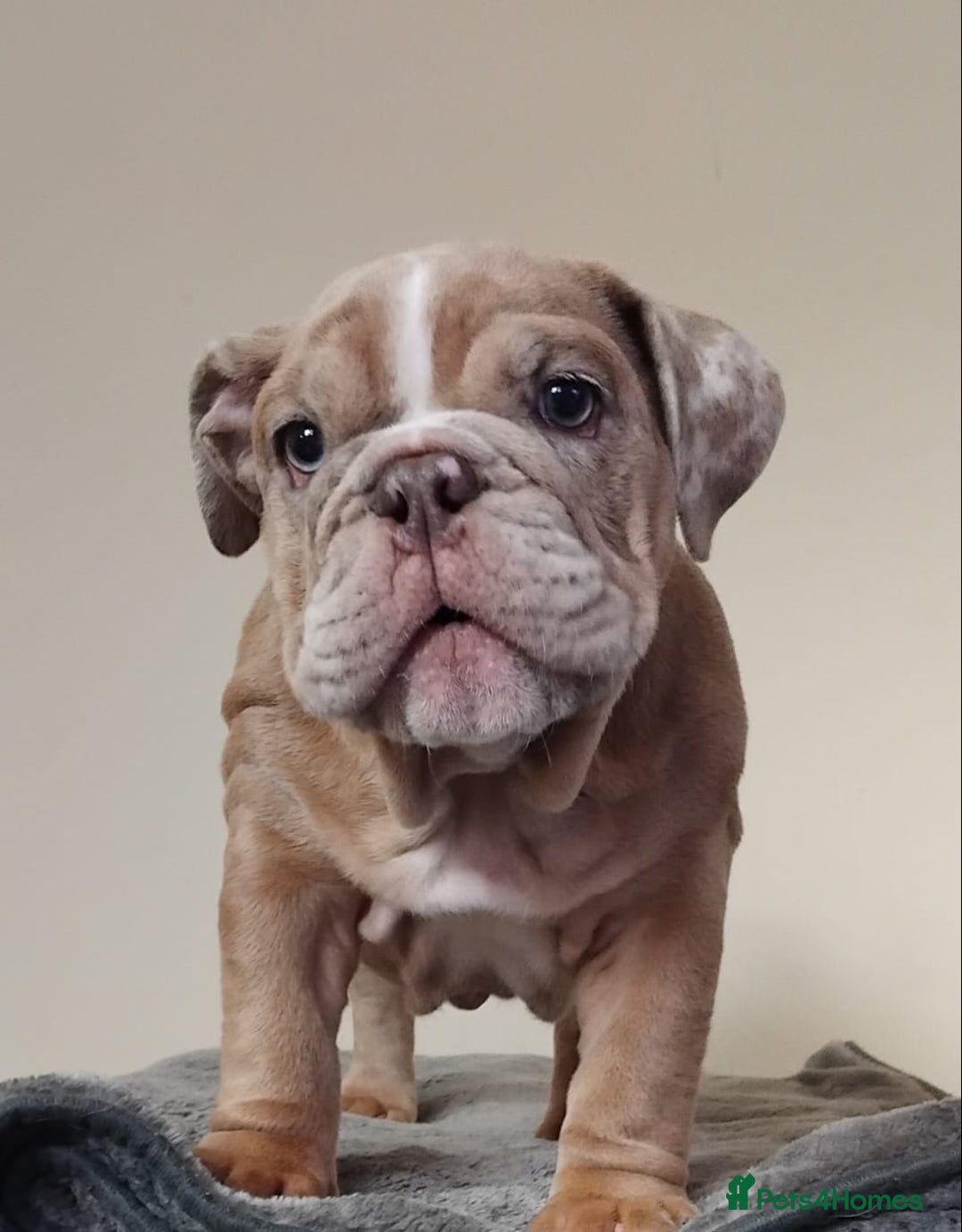 English Bulldog dogs for sale: Last English Bulldog Female - Image 9