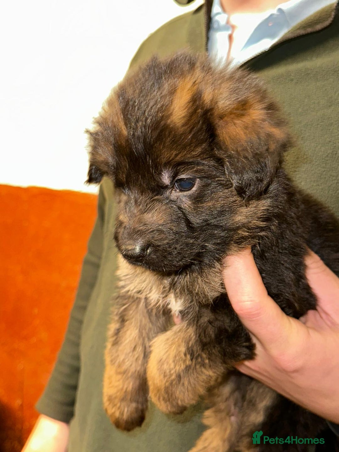 German Shepherd dogs for sale: Beautiful puppies from top bloodlines  - Advert 6