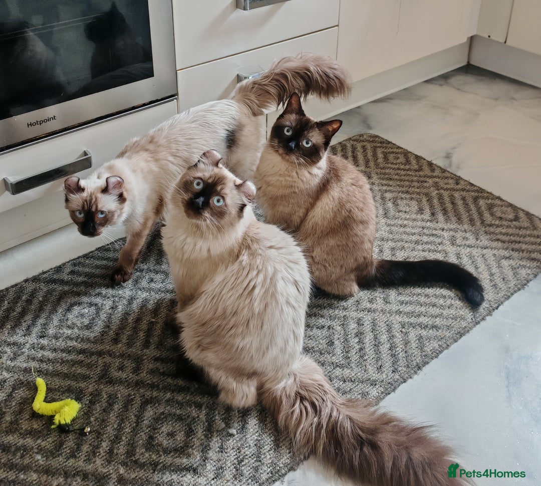 American Curl cats for sale: Two very rare and wonderful kittens for sale - Image 15