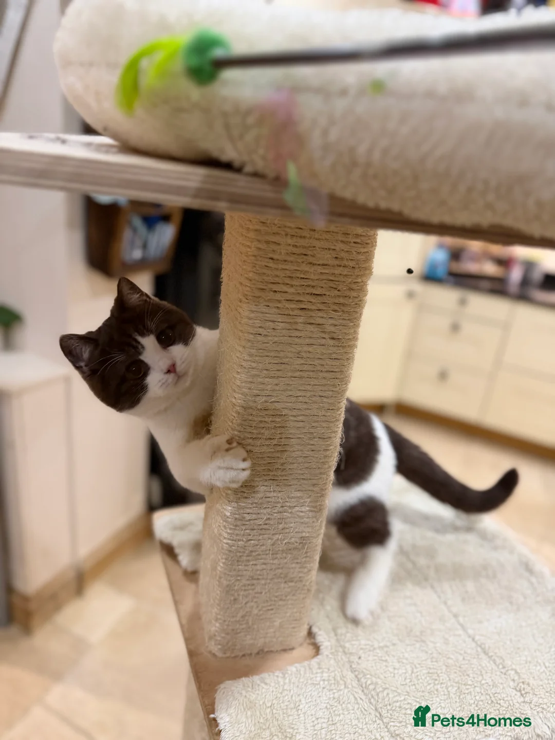 British Shorthair cats for sale: READY NOW - REGISTERED FULL PEDIGREE BSH - Advert 6