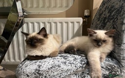 Ragdoll cats for sale: Ragdoll kitten - Image 4