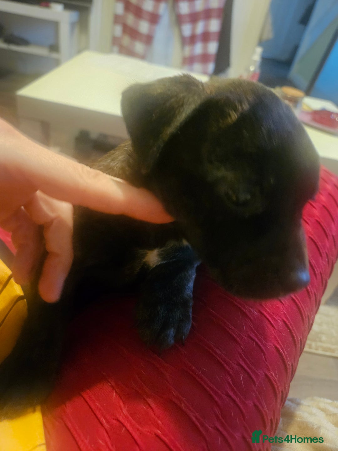 Mixed Breed dogs for sale: Staffy cross jacksui - Advert 3