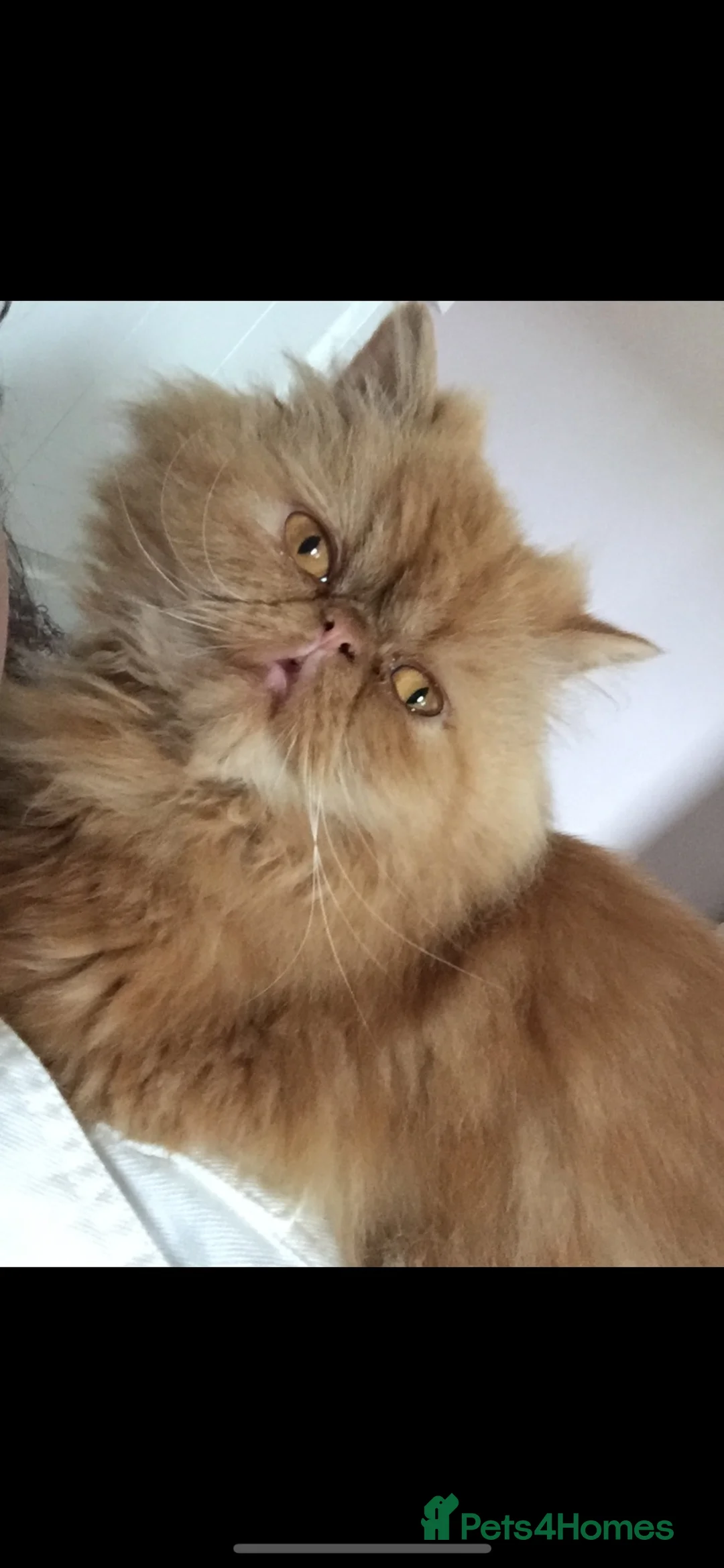 Persian cats for sale: Persian kittens  - Advert 2