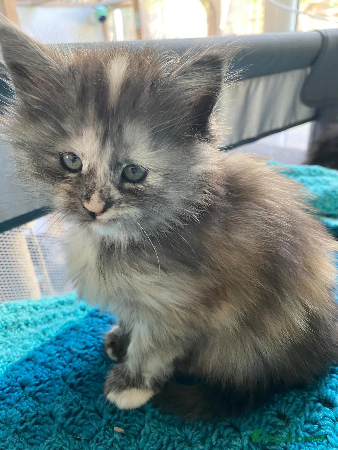 Maine Coon cats for sale: Exceptional Maine Coon Kittens in Melksham - Advert 2