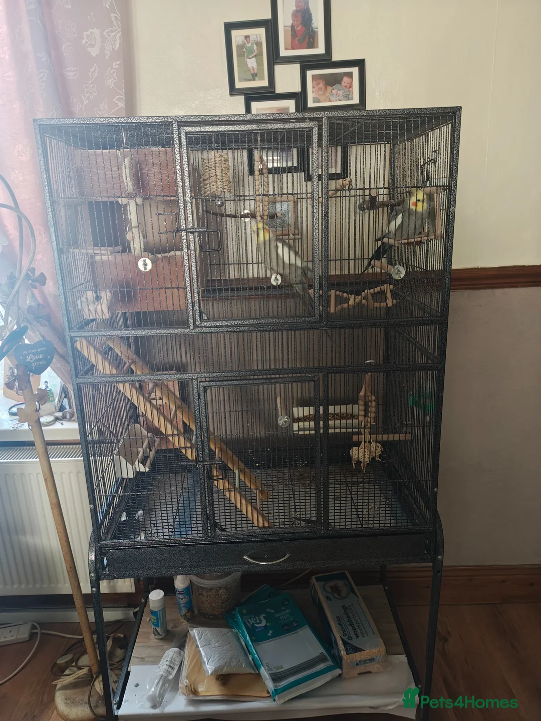 Cockatiels birds for sale: 2 cockatiels for sale with cage. in Stanley - Advert 6