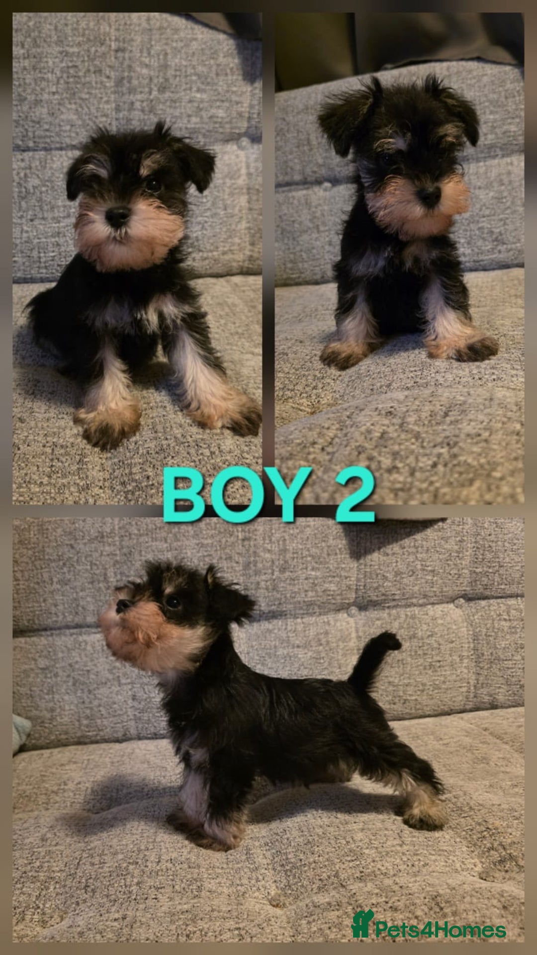 Miniature Schnauzer dogs for sale: READY NOW KC registered miniature schnauzer pups - Advert 5