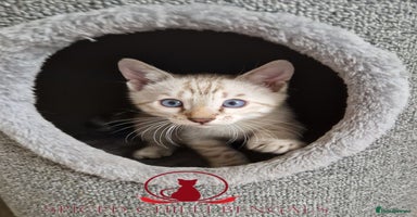Bengal cats - Advert 2