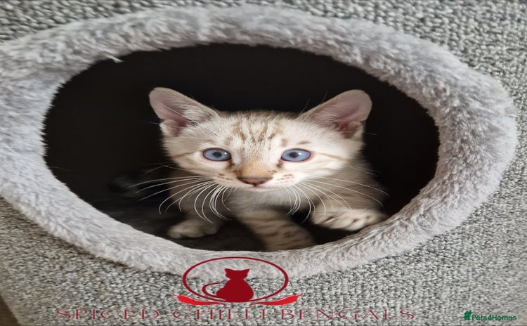 Bengal cats - Advert 3