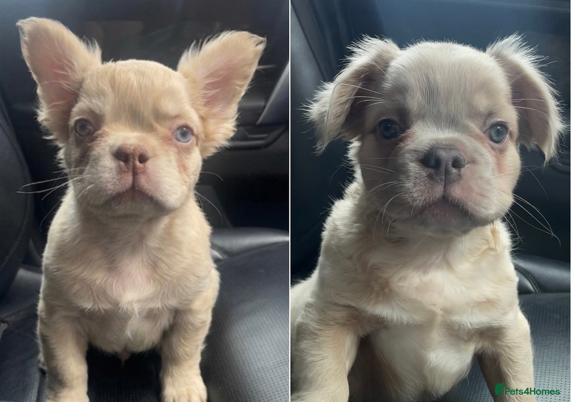 French Bulldog dogs Male Fluffy French Bulldog Puppies  - Advert 1