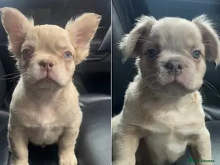 French Bulldog dogs Male Fluffy French Bulldog Puppies - Advert 1