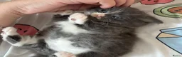 Mixed Breed cats for sale: Three adorable kittens  - Advert 2