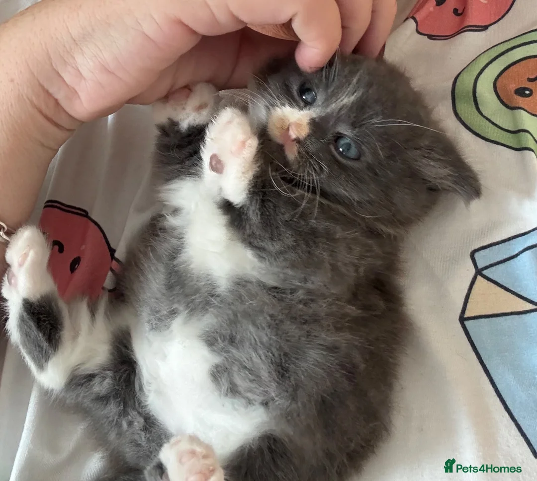 Mixed Breed cats for sale: Three adorable kittens  - Advert 2