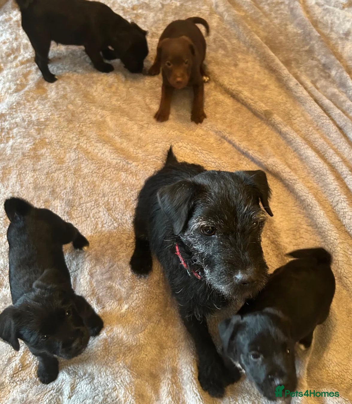 Patterdale Terrier dogs Patterdale - Advert 5