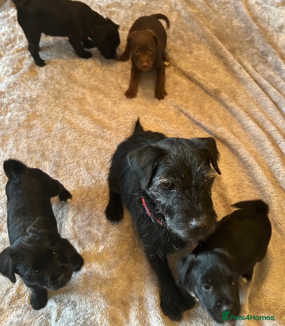 Patterdale Terrier dogs for sale: Patterdale - Advert 1