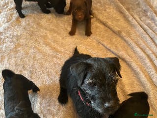 Patterdale Terrier dogs Patterdale - Advert 5