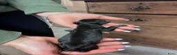 Borador dogs for sale: Borador Puppies for sale  - Advert 2