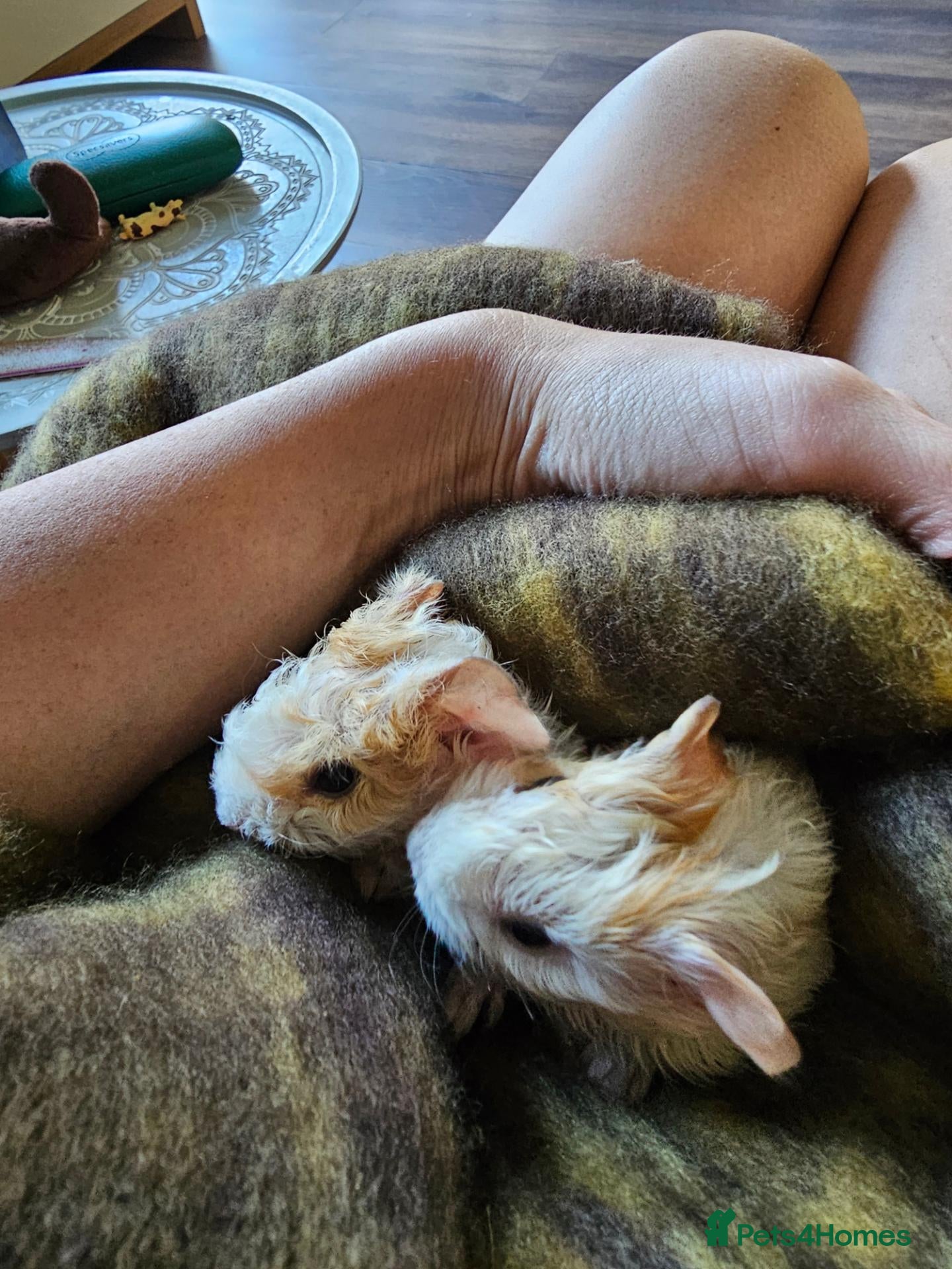 Guinea Pig rodents 🐹Beautiful Guinea Pigs Need Forever Homes🐹 - Advert 2