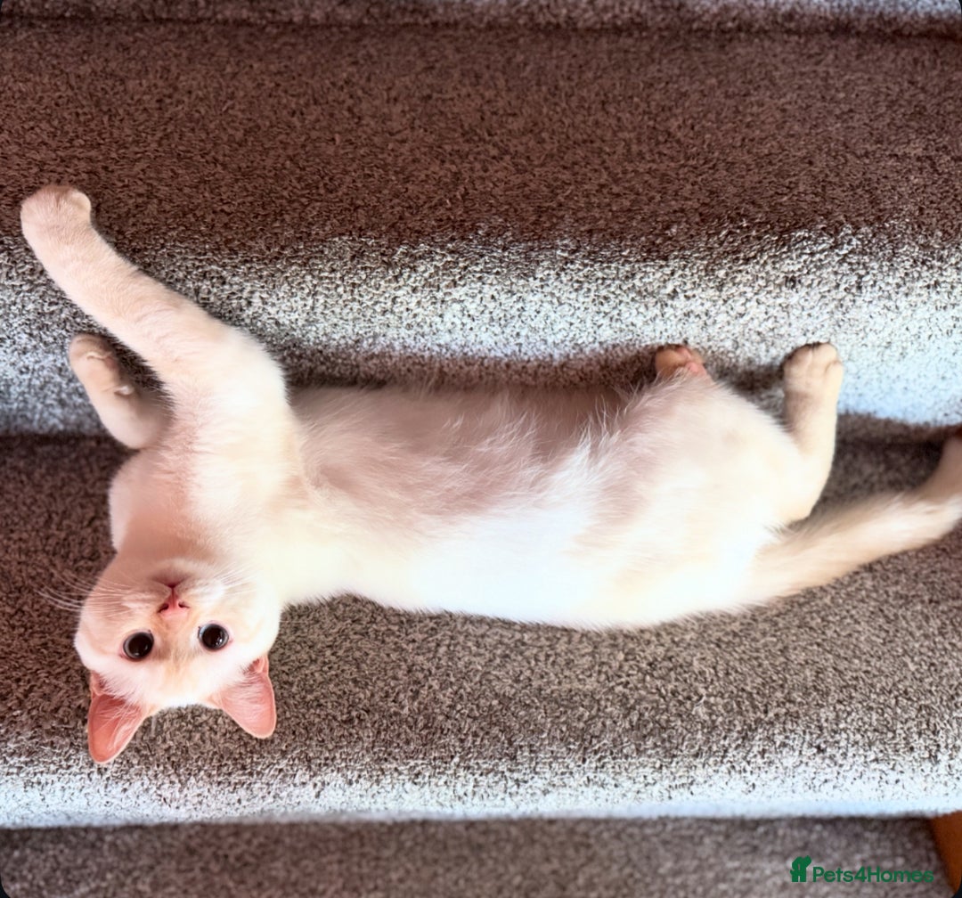British Shorthair cats for sale: 2 Male British shorthairs. - Image 6