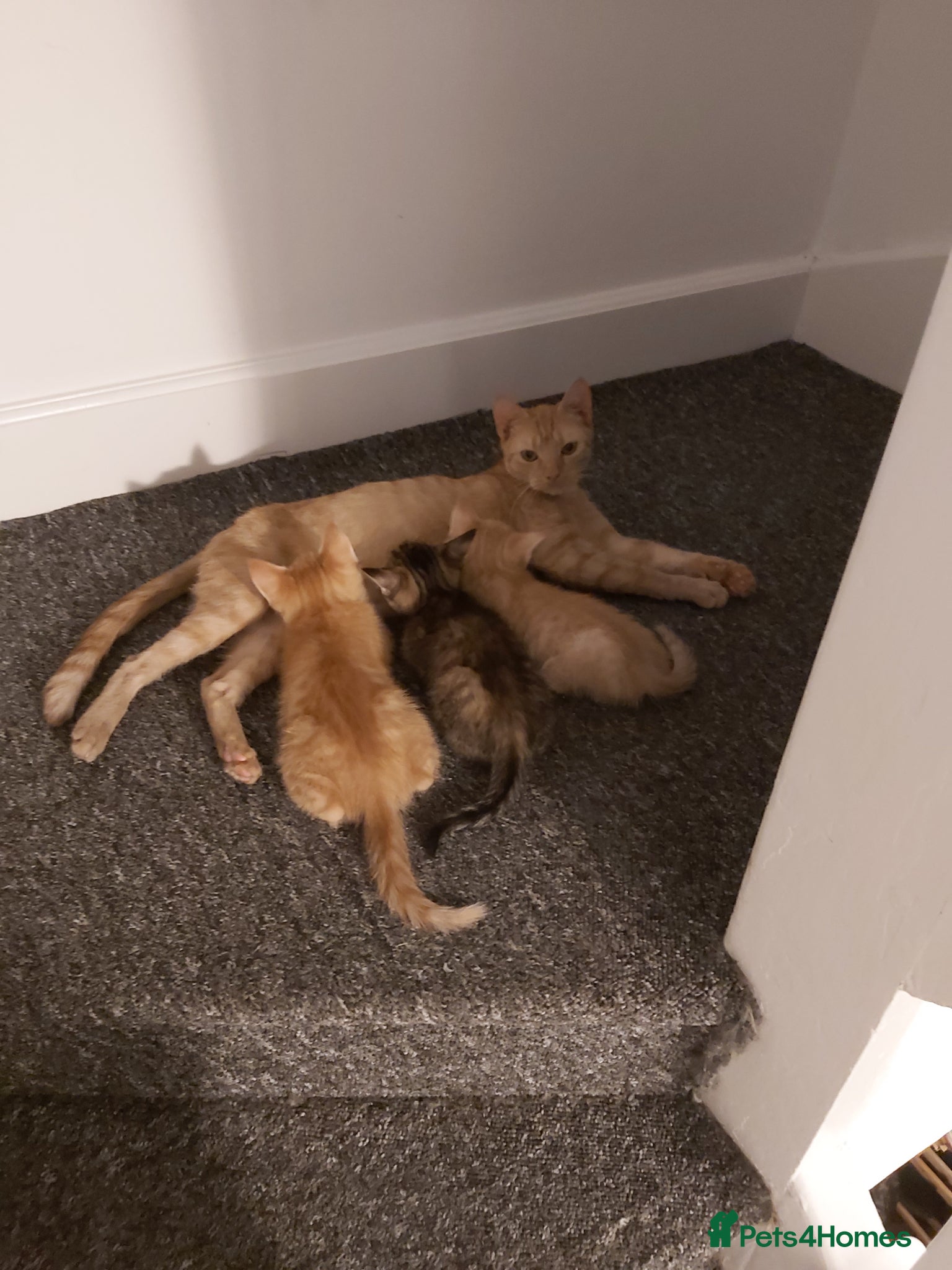 Mixed Breed cats Half Bengal Kittens Ready NOW! - Advert 4