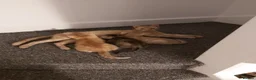 Mixed Breed cats for sale: Half Bengal Kittens Ready NOW! - Advert 1