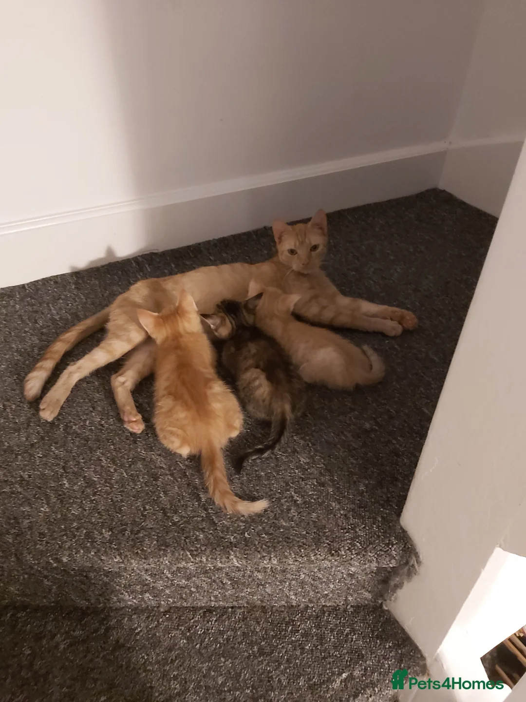 Mixed Breed cats for sale: Half Bengal Kittens Ready NOW! - Advert 1