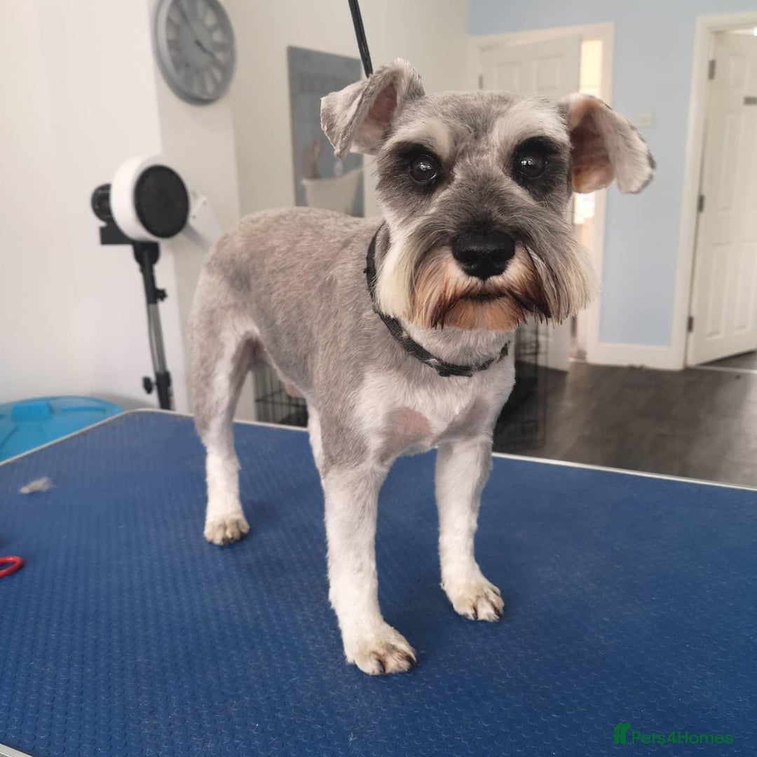 Miniature Schnauzer dogs for sale: 7 year old miniature schnauzer  - Advert 3