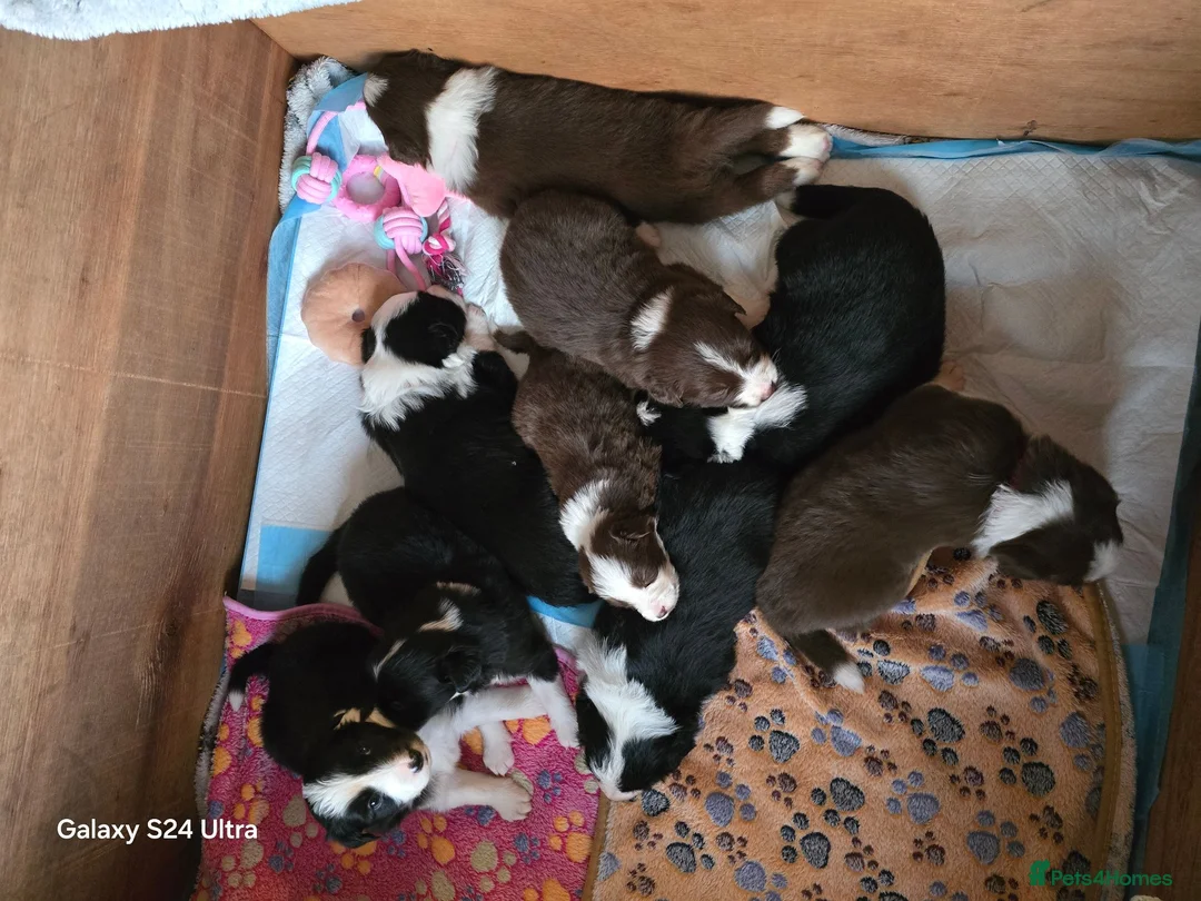 Border Collie dogs for sale: BORDER COLLIE PUPPIES – BEAUTIFUL LITTER OF 9  in Wishaw - Advert 2