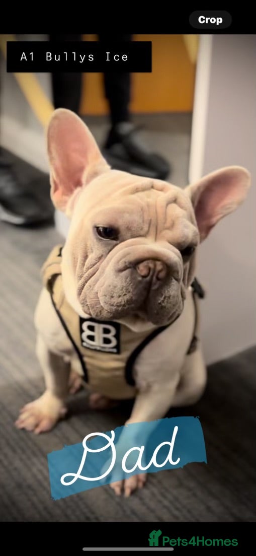 French Bulldog dogs ☃️FROSTY THE SNOWMAN☃️ - Advert 1