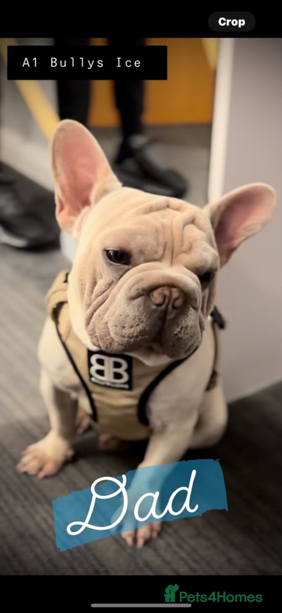 French Bulldog dogs for sale: ☃️FROSTY THE SNOWMAN☃️ - Advert 1