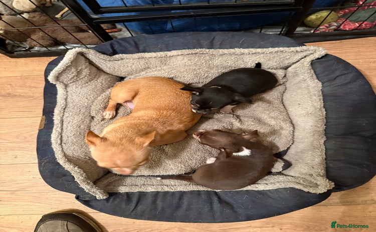 Chihuahua dogs - Advert 13