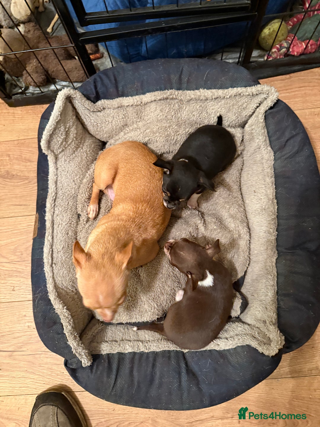 Chihuahua dogs for sale: Short Haired Chihuahua puppies  - Image 5