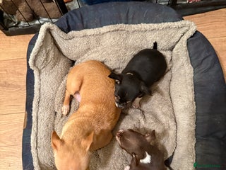 Chihuahua dogs - Advert 24