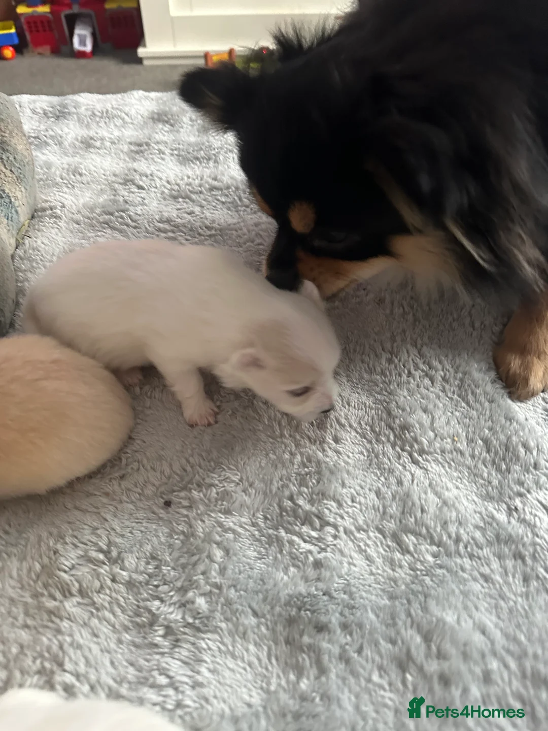 Pomeranian dogs for sale: Beautiful Russian blood line puppies - Advert 9