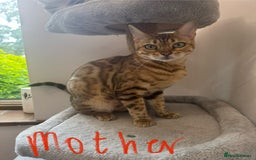 Mixed Breed cats for sale: 5 Beautiful Mixed Bengal Litter ready to go! - Image 9