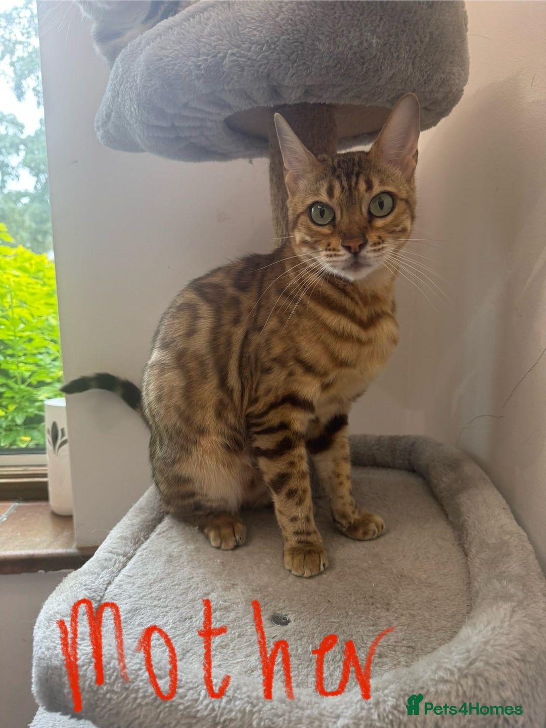 Mixed Breed cats for sale: 5 Beautiful Mixed Bengal Litter ready to go! - Image 9