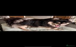 Pomchi dogs for sale: Male pomchi - Image 2