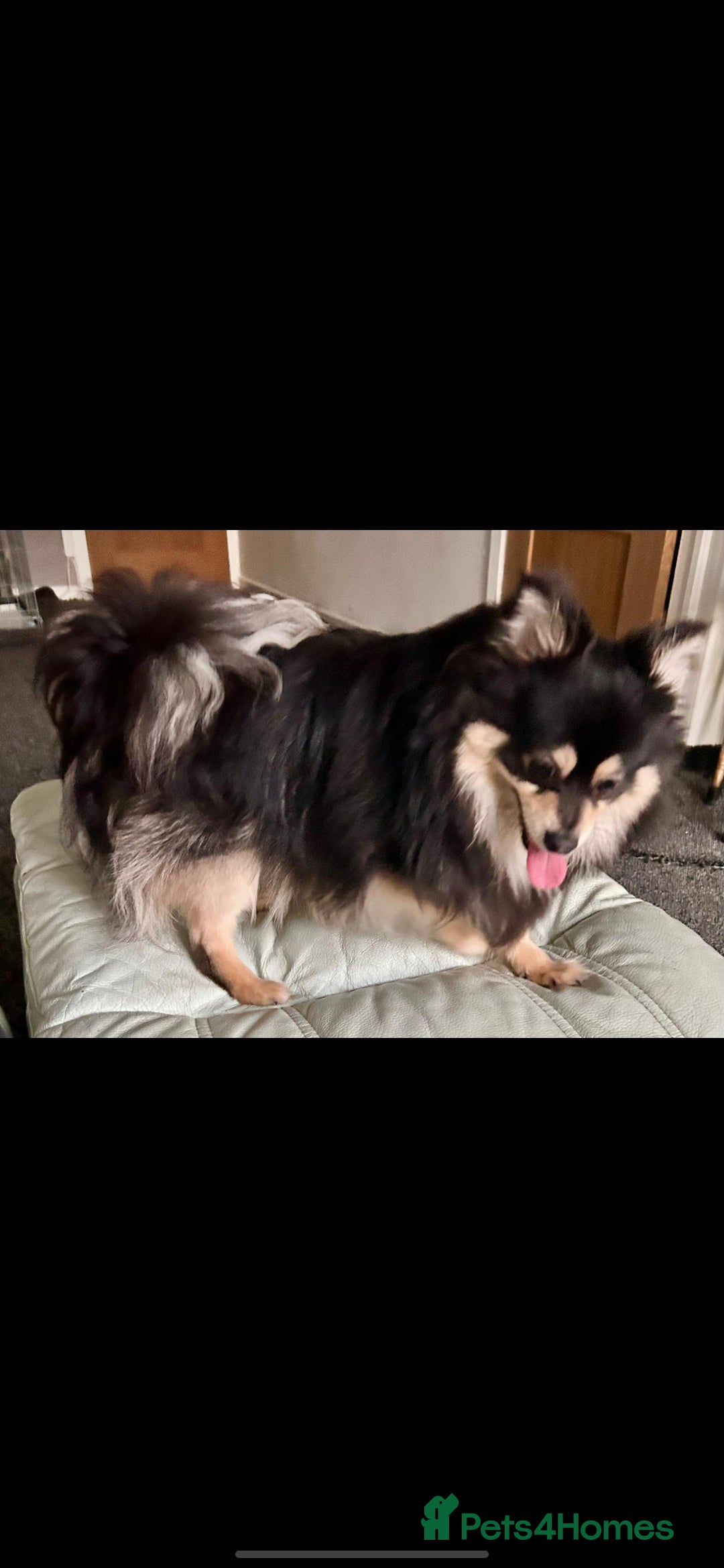 Pomchi dogs for sale: Male pomchi - Image 2