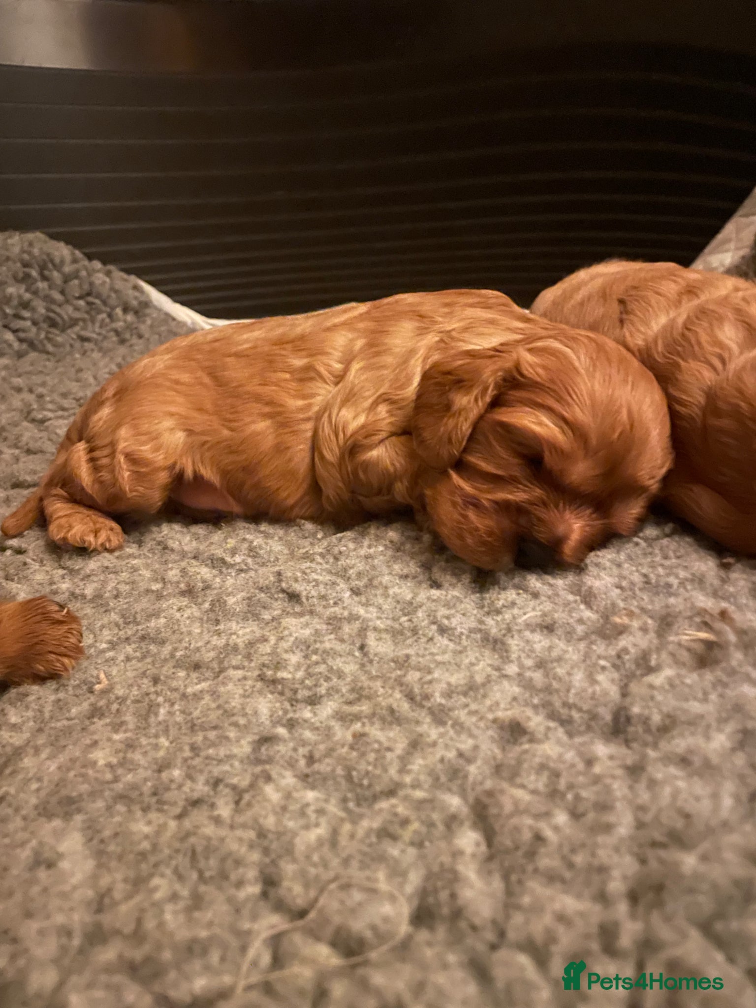 Cavalier King Charles Spaniel dogs for sale: King Charles cavalier babies  - Advert 16