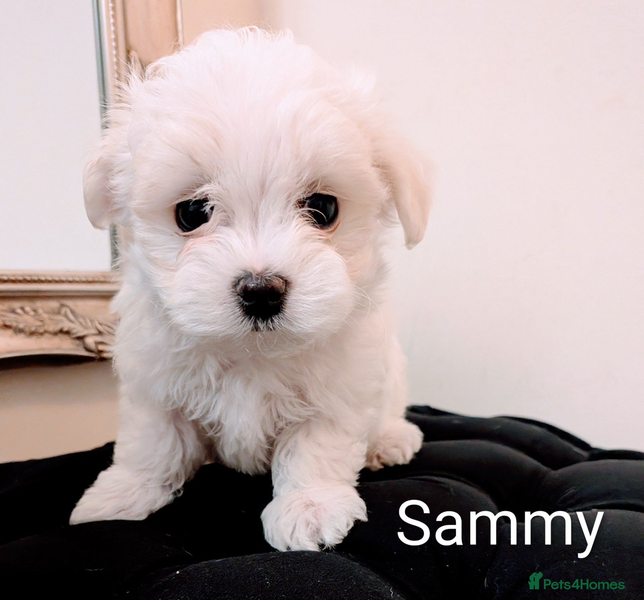 Maltese dogs Beautiful Tiny Maltese puppies  - Advert 2