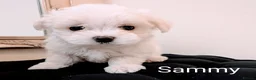 Maltese dogs for sale: Tiny Maltese Boys – KC Registered | Ready Now - Advert 6