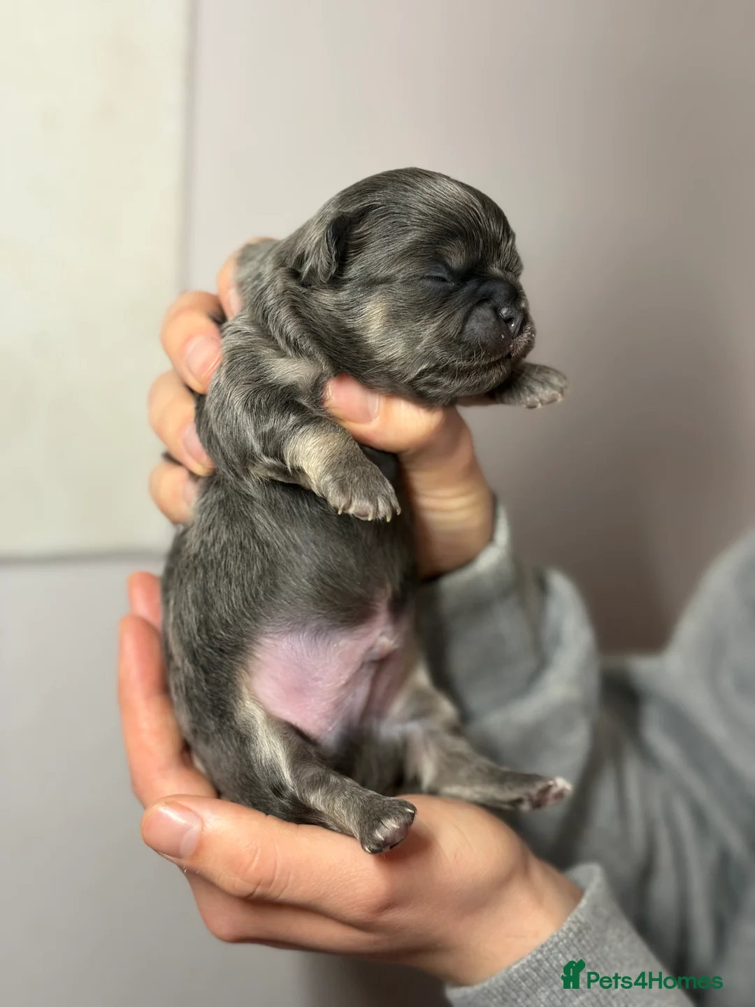 Chihuahua dogs for sale: 😍 Beautiful KC Chihuahua Puppies 😍 - Advert 2