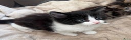Mixed Breed cats for sale: Mixed breed kitten for sale!  - Advert 2