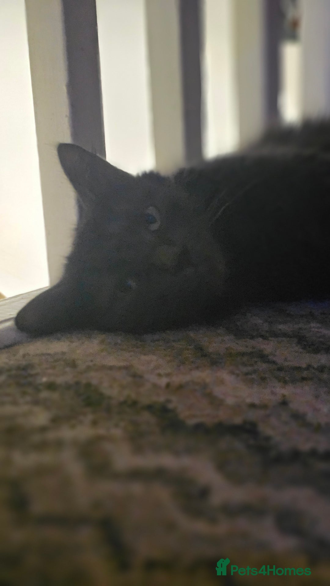 Mixed Breed cats for sale: Last Boy 🐈‍⬛ - Advert 1