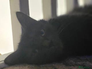 Mixed Breed cats Last Boy 🐈⬛ - Advert 3