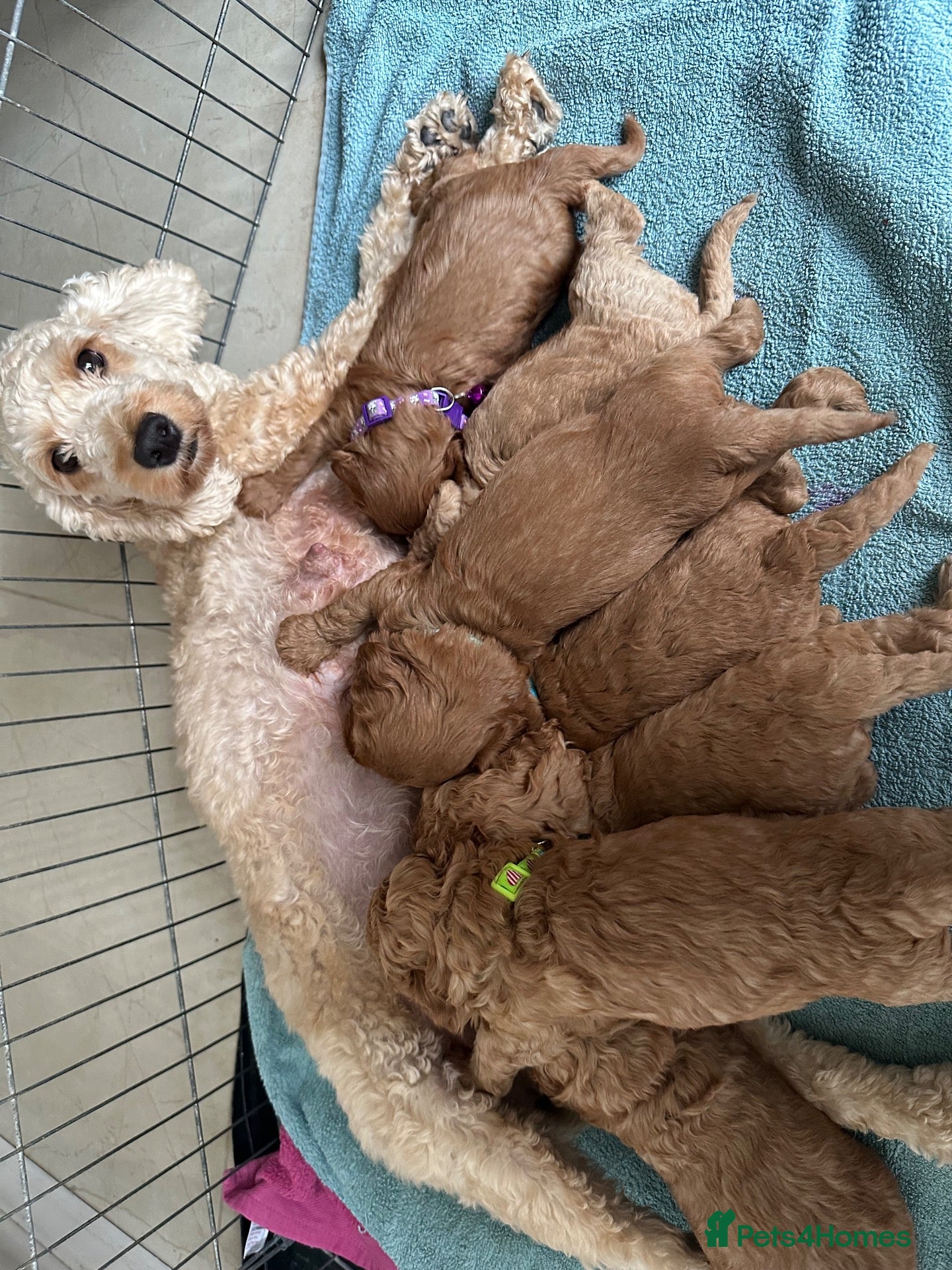 Cockapoo dogs Cockapoo puppies for sale - Advert 2